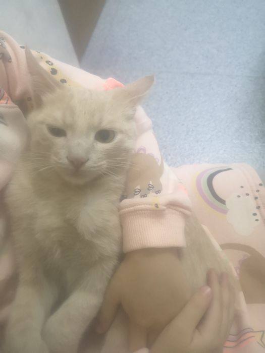 Котёнок симпатяшка.