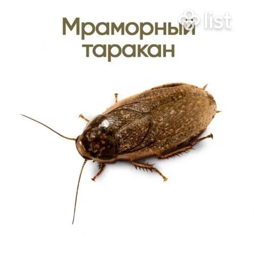 Мраморный таракан 80 тг