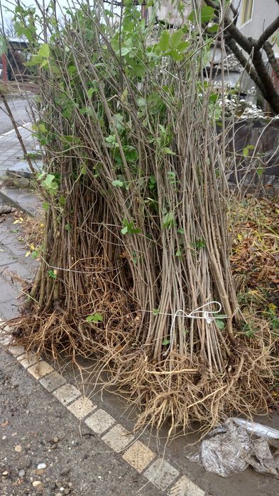 Soc, Aluni pe rod la 2 m diverse soiuri, preț en gros- kaki Rodiu