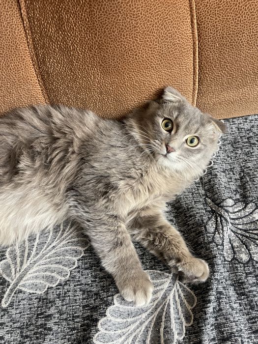 Котика отдам в добрые руки