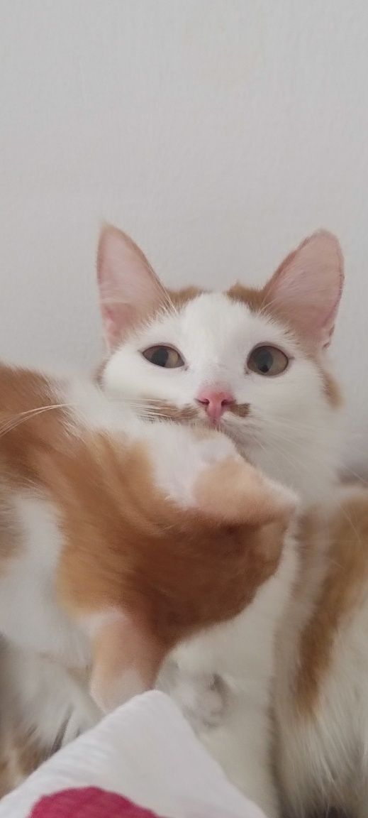 А там котёнка с кошкой