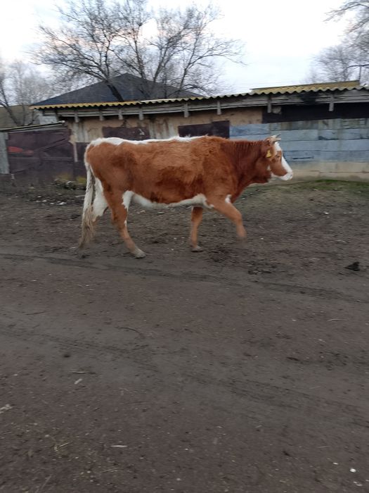 Сатылады кунажын