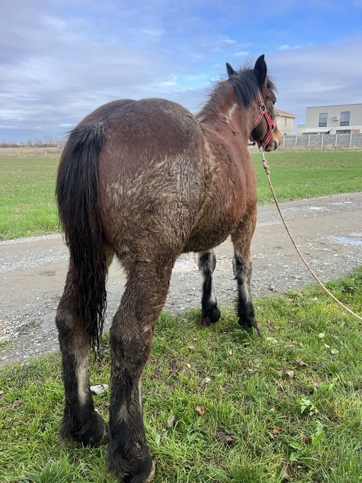 Vand manz semi greu cu influenta belgiana