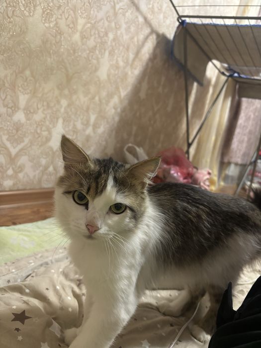 Отдам котенка.Ему 2года