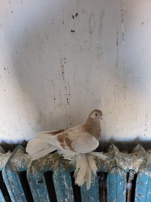 Асалаумағалейкум осы самка сатлады