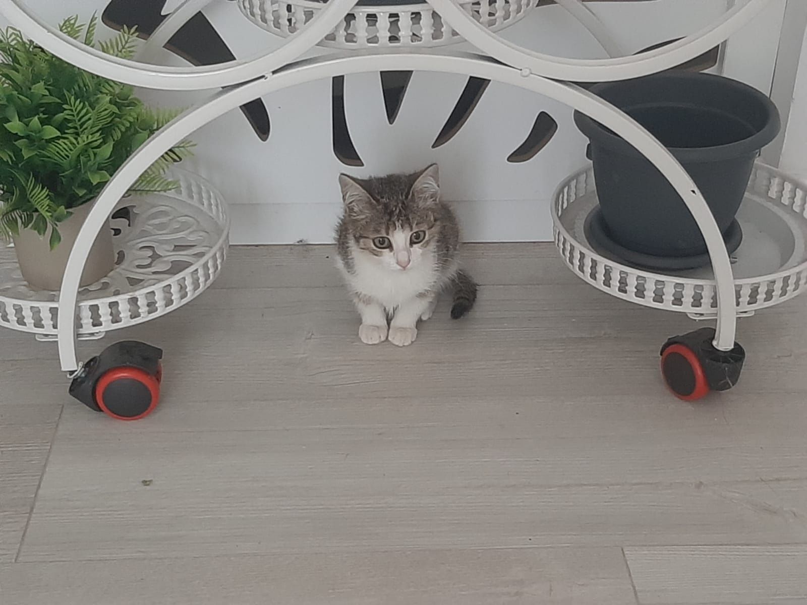 Отдам прекрасных котят