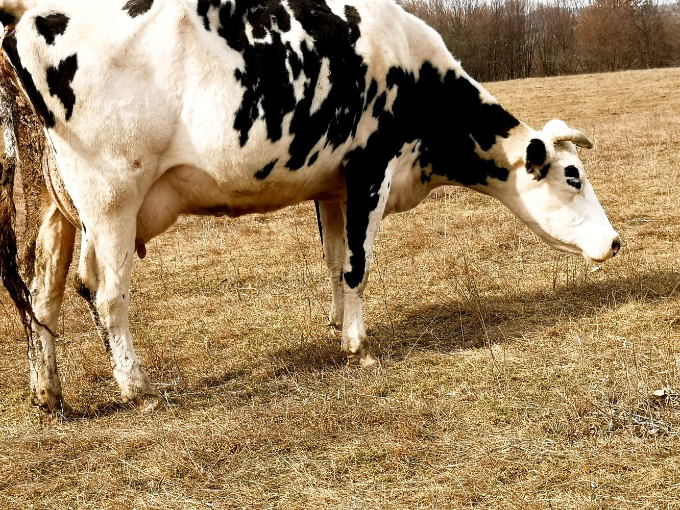 De vânzare vacă holstein foarte bună de lapte