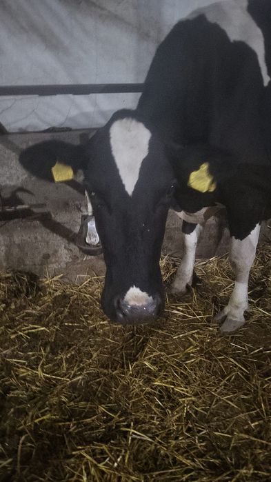 Vand vaci Holstein Friesien original