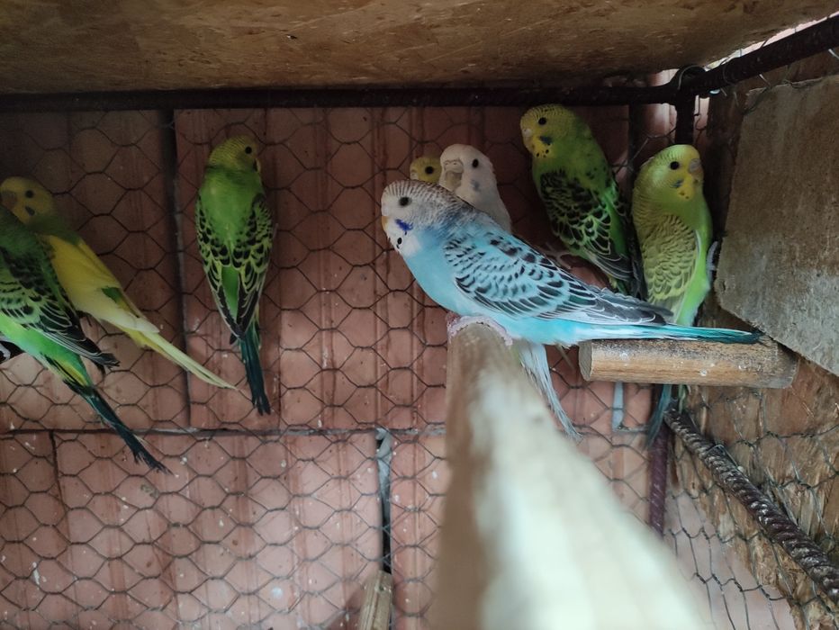 Papagali Perusi tineri