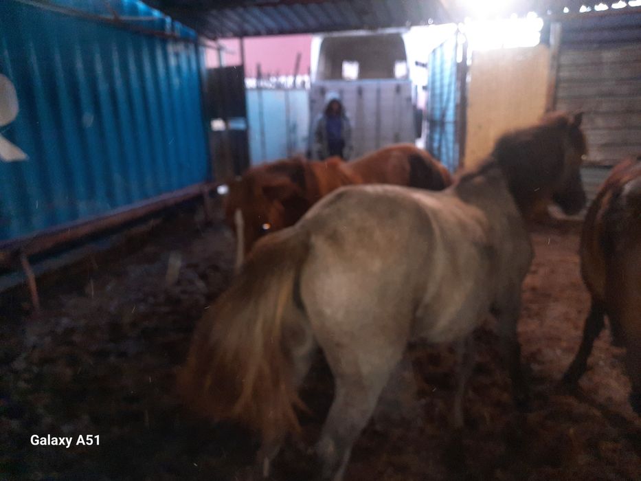 Тай сатам  оптом 10 бас