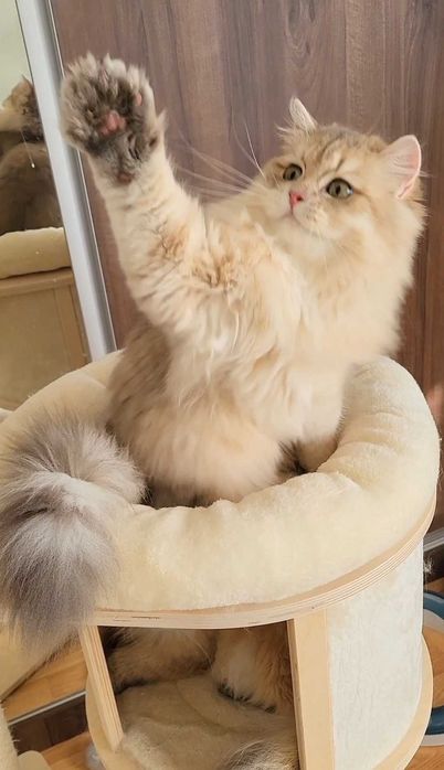 British longhair fetita exemplar cu pedigree