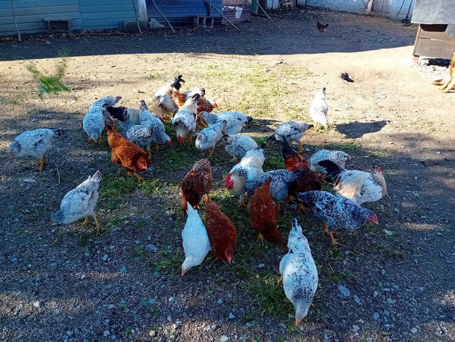 Vand gaini crescut3 bio