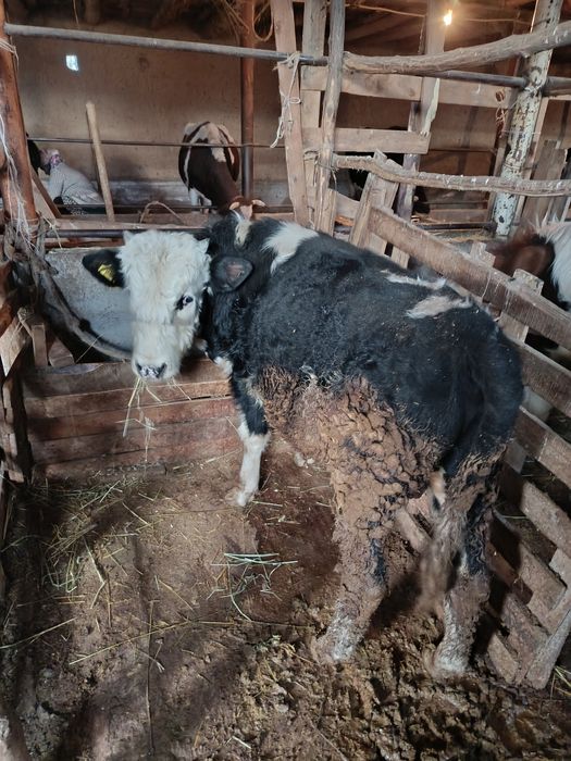 Бұқашық пен тана сатылады