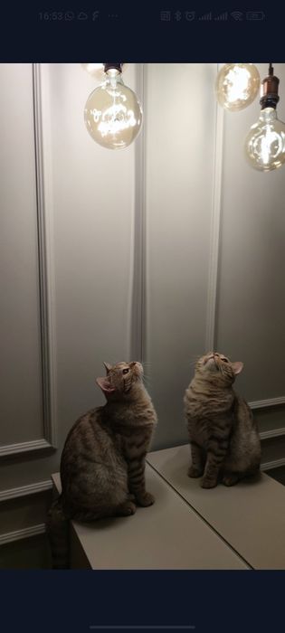 Британского кота в добрые руки