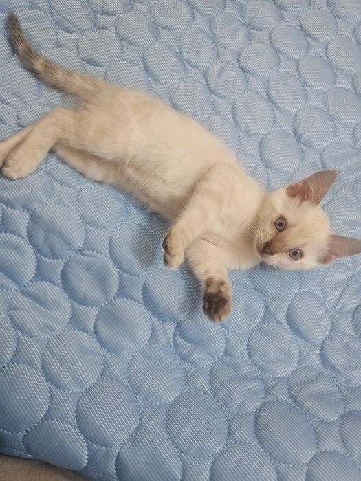 Бенгальские котята в любимцы