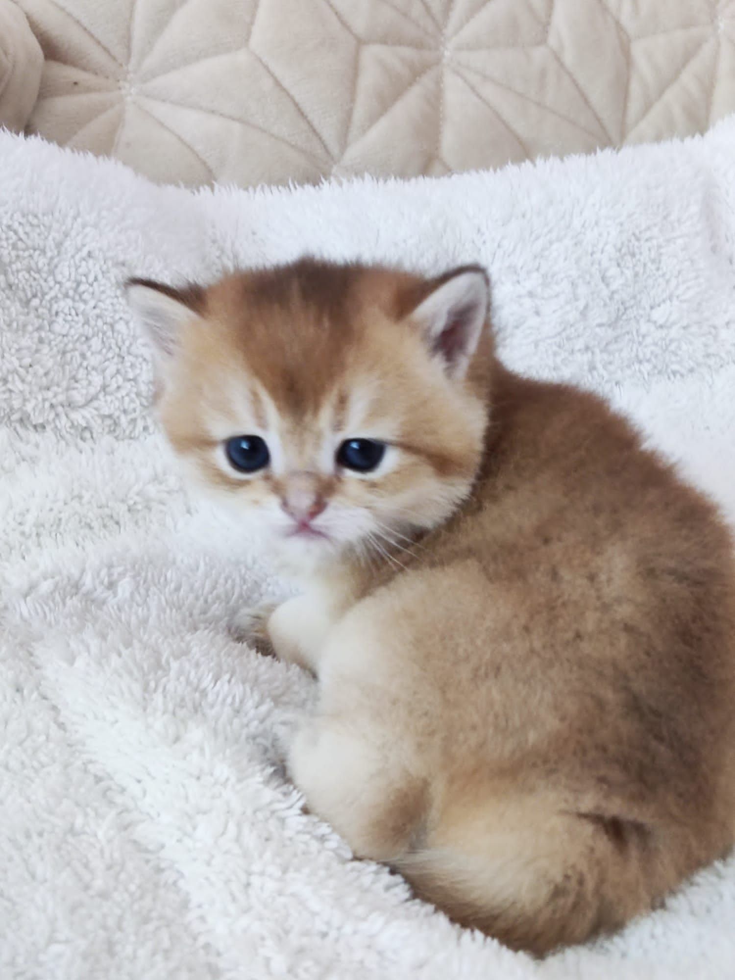 British shorthair NY 11 golden.