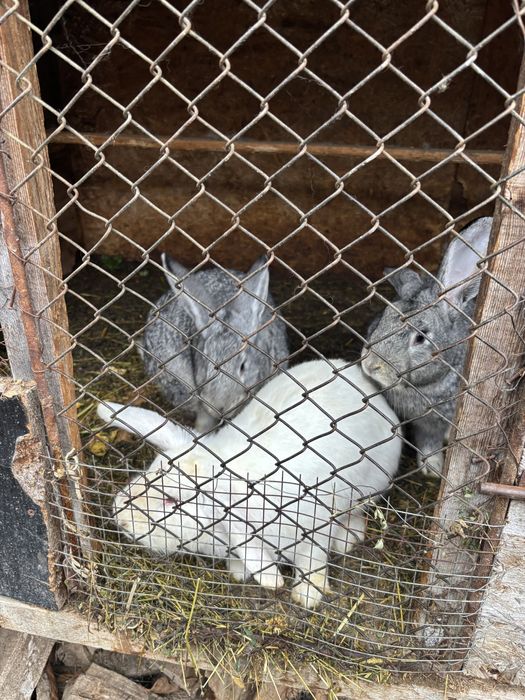 Iepuri de vanzare Stalpeni