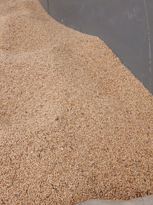 Продам отходы пшеница свежий урожай