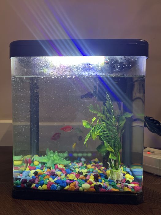 Ternetsa baliqlar + akvarium