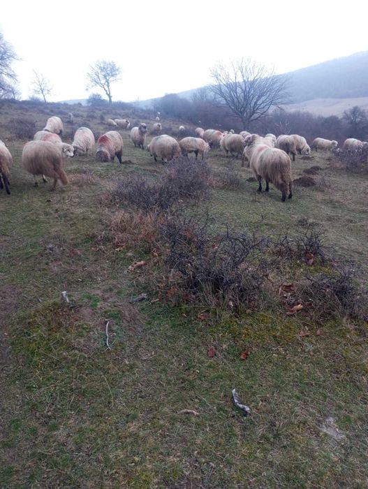 oi tinere de vanzare