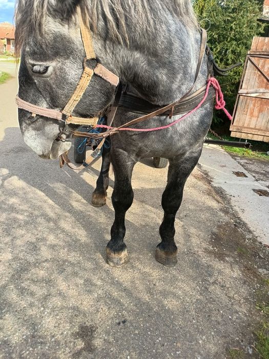 Vând mânz percheron 2 ani