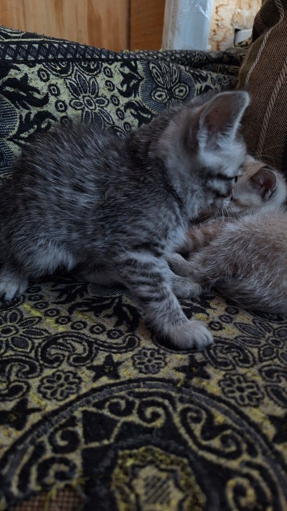 Отдам кошку и котят