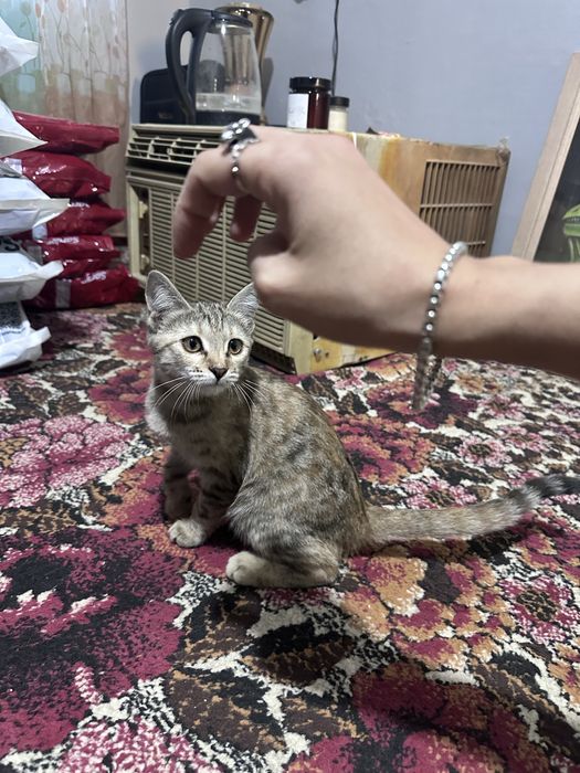 Котенок оранжевый
