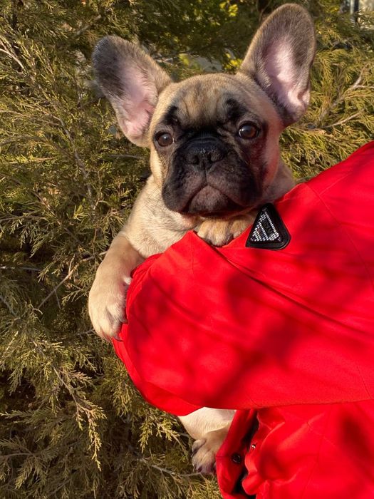 Щенки Французского Бульдога