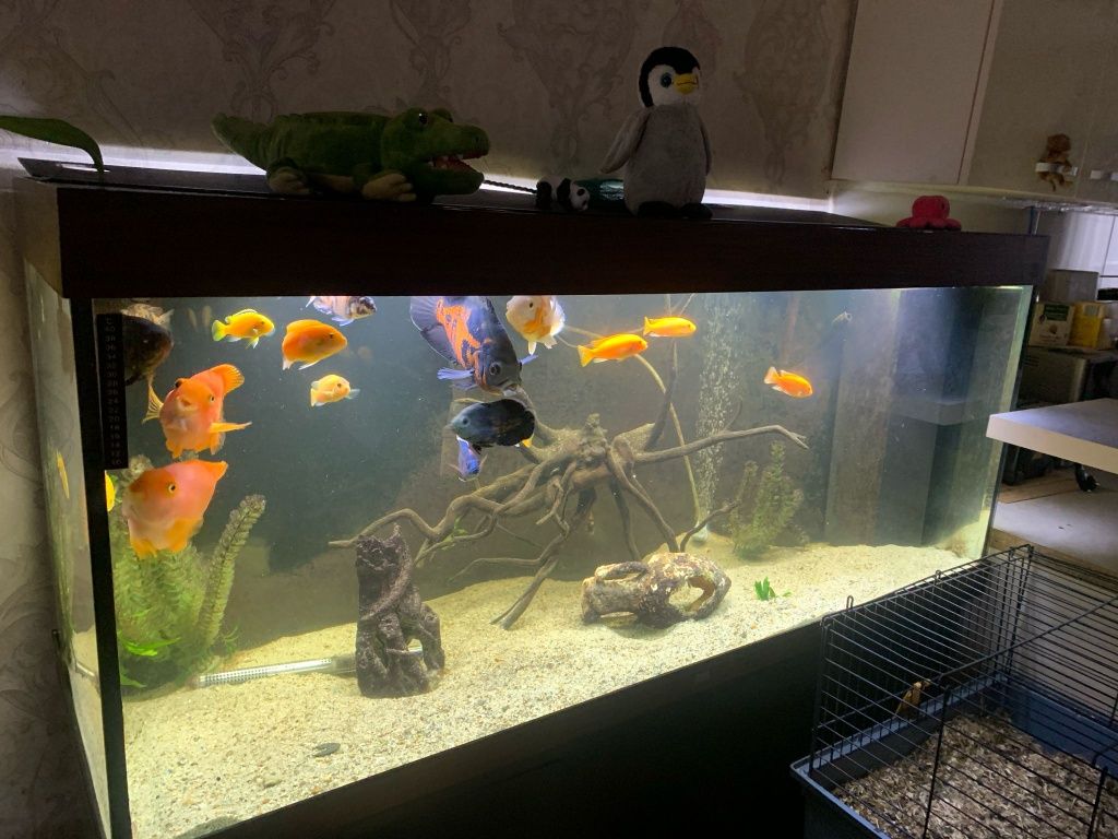 Acvariu Jwel Rio 450