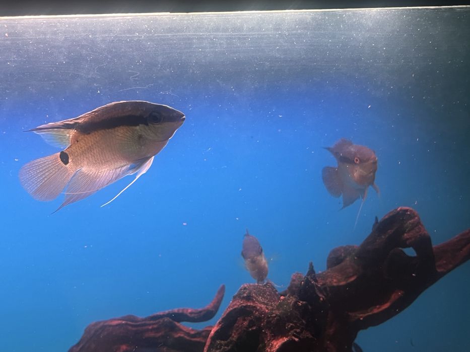 Продам мезонаута фестивус