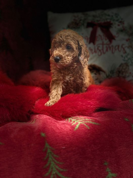 Poodle Toy Roșu mascul