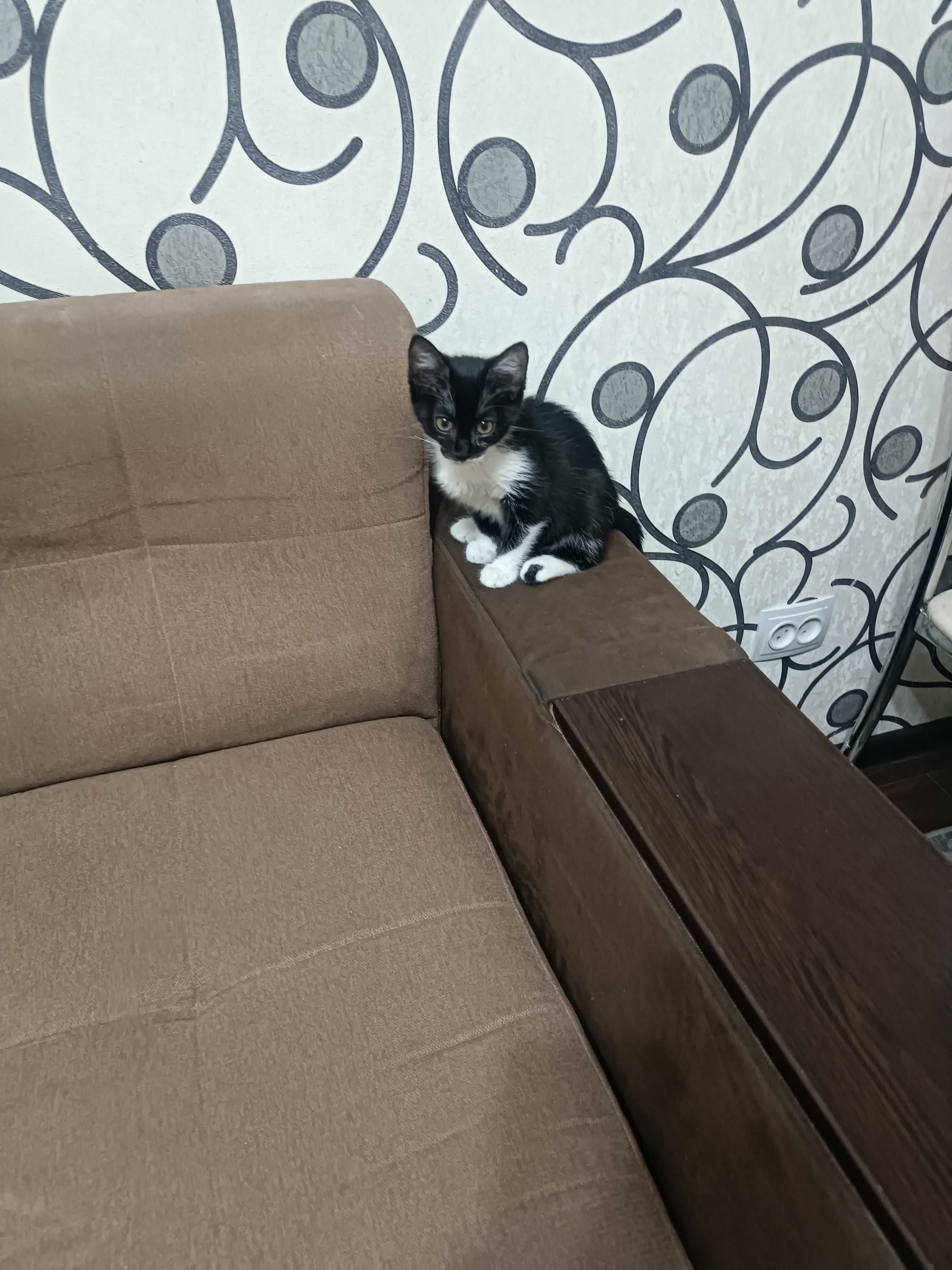 Котенок девочка красавица.