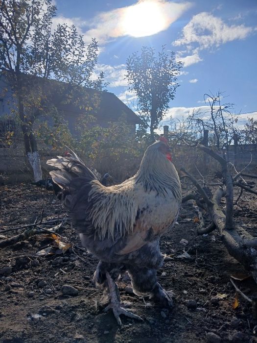 Vând cocosi brahma, cocosi de oua verzi