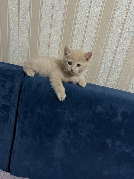 Кошечки 2 месяца