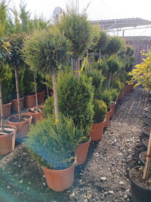 Plante ornamentale