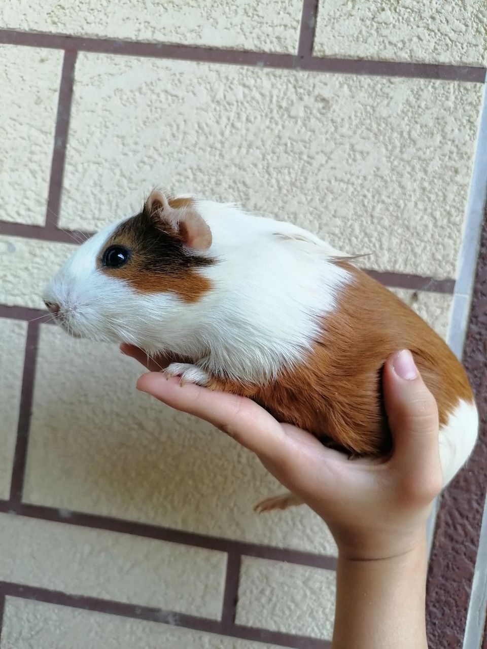 Морские свинки домашние