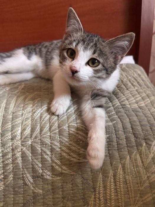 Котенок пятнистый бесплатно даром