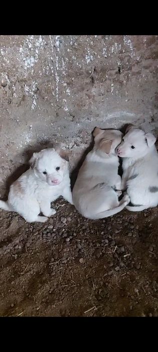 Щенки отдам Даром  3 девочки 1 мальчика