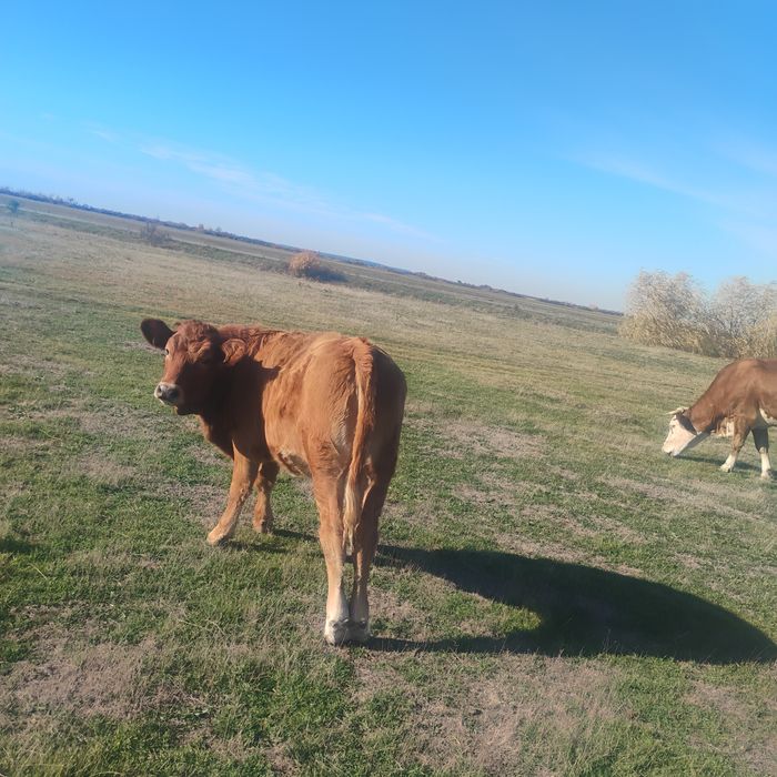 De vânzare tineret bovin bălțată românească