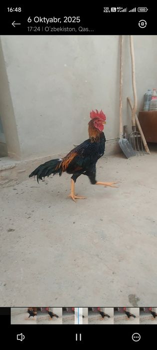 Shalpan xoʻroz sotiladi