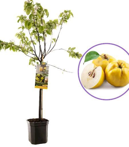 Pomi fructiferi La Ghiveci (Gutui )