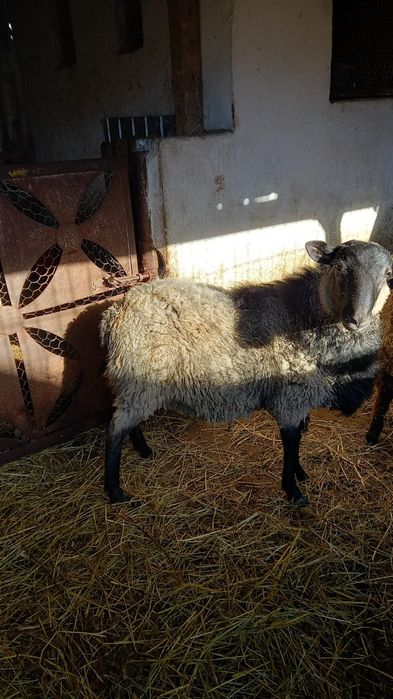 Vând sau schimb berbec Romanov