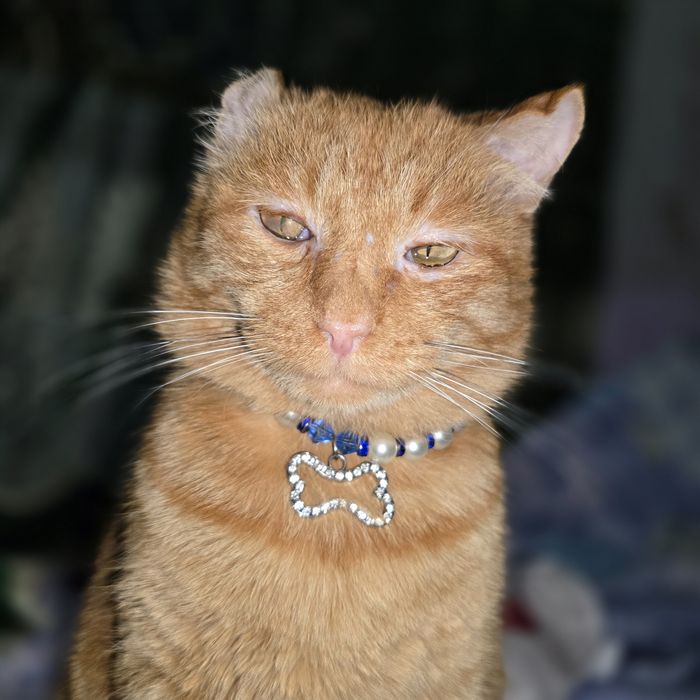 Шикарный кот Санни