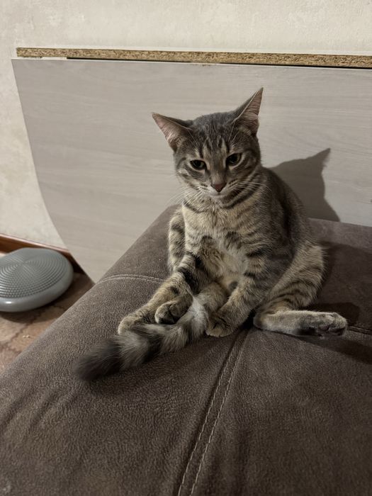 Кот               .