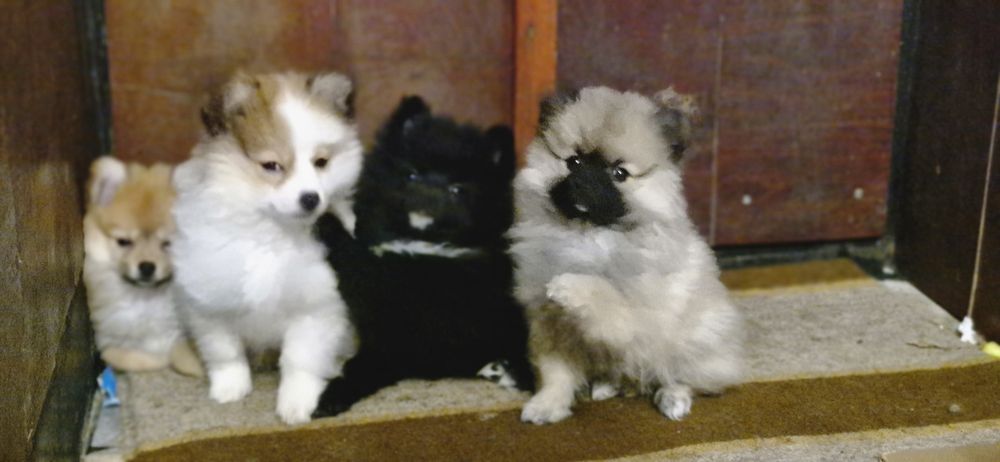 Померанчета женски