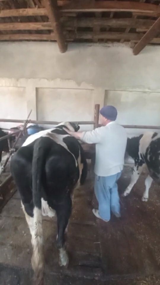 Sigir 3 qoringa 8 oyli bòģoz sotiladi