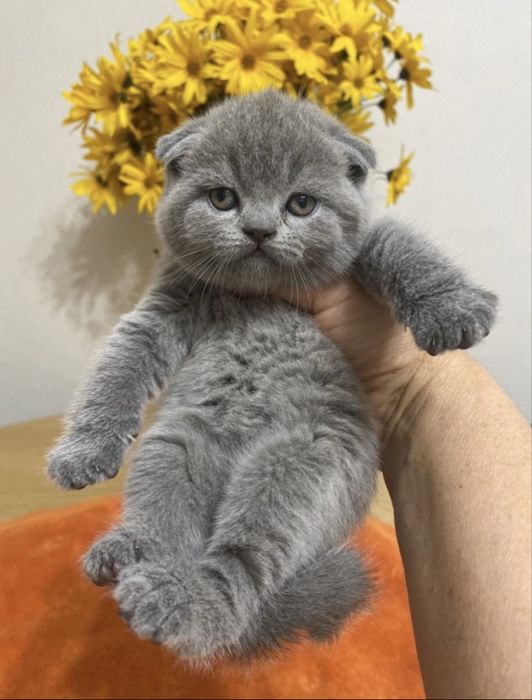 Scottish fold blue