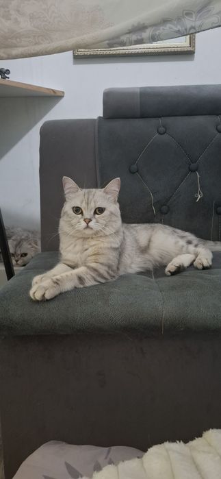 В добрые руки кота скотишь страйт