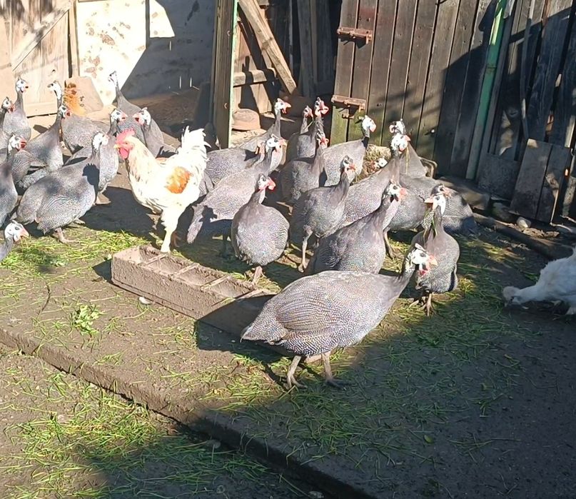 Bibilici de vânzare 200 lei pe bucata