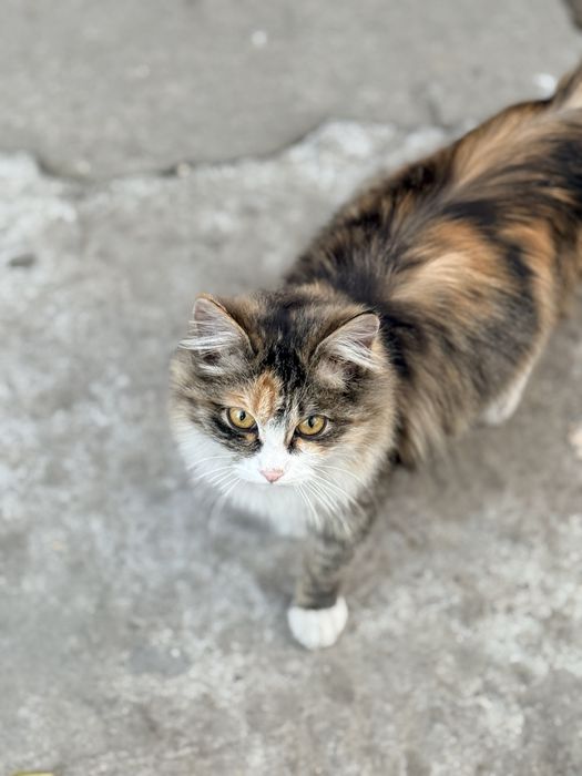 Кошечка в добрые руки